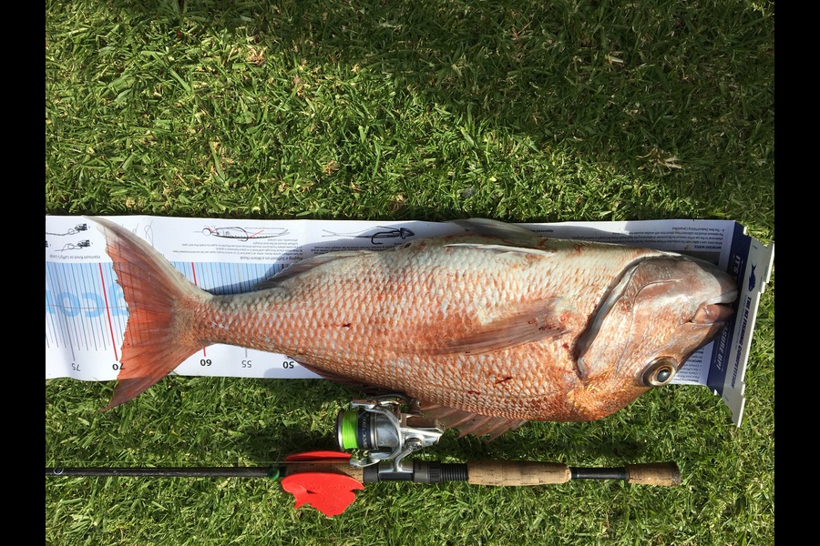 Gilbert van Schaijik caught this 68.0cm Snapper at Kawau during The Export NZ Fishing Competition