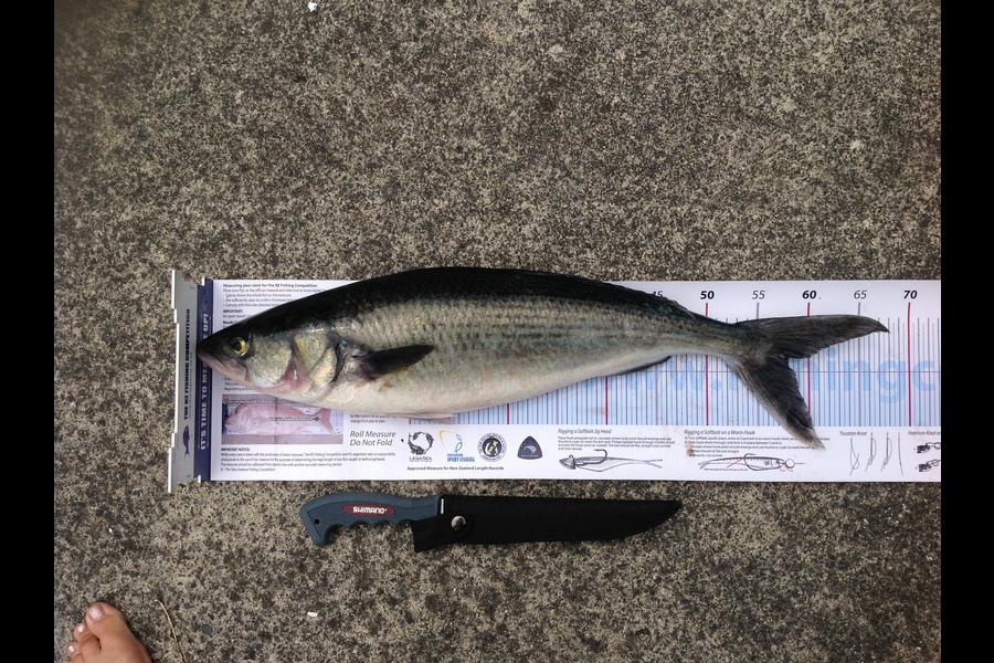 Tony Wilson caught this 58.0cm Kahawai at Brewers Shoals during The Export NZ Fishing Competition