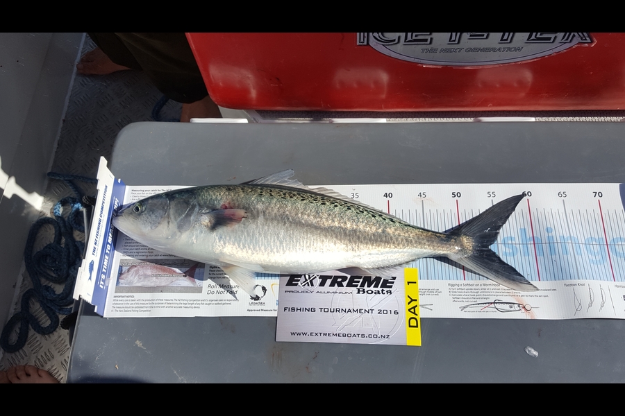 Jarrod Pinkerton caught this 53.5cm Kahawai at Castle Island  during The Export NZ Fishing Competition