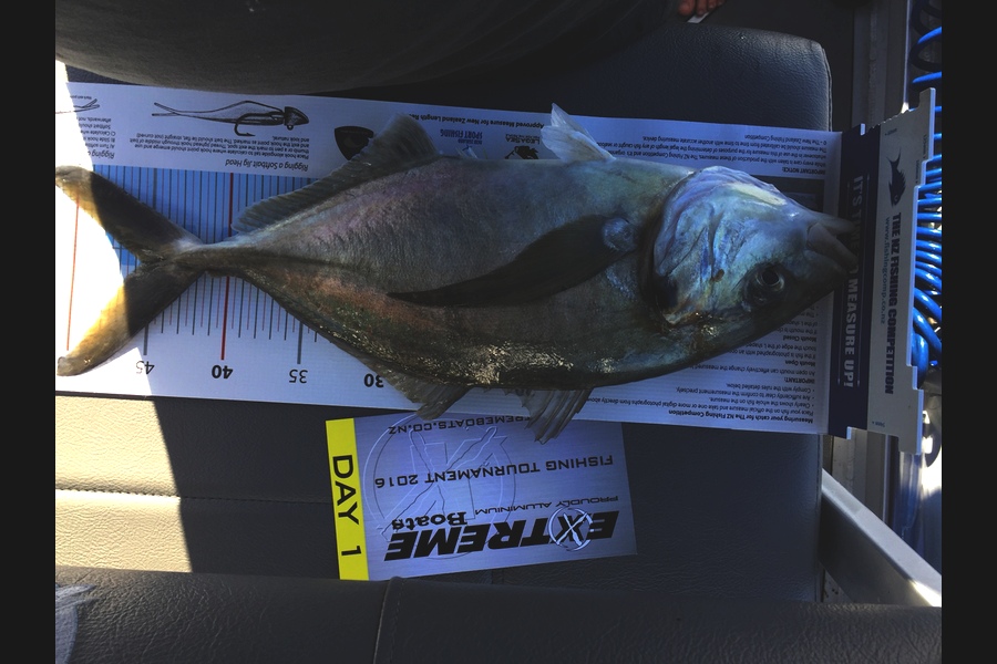 Paul Jury caught this 45.5cm Trevally at Great merc during The Export NZ Fishing Competition