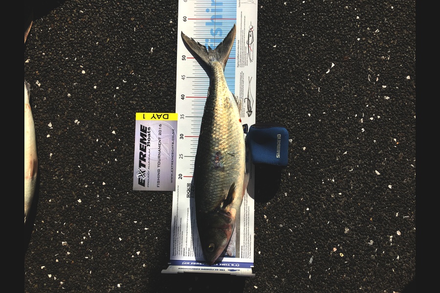 Glen Clothier  caught this 52.0cm Kahawai at Whitianga during The Export NZ Fishing Competition