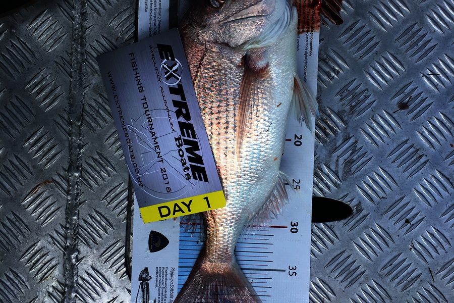 max holder caught this 39.0cm Snapper at Whitianga during The Export NZ Fishing Competition