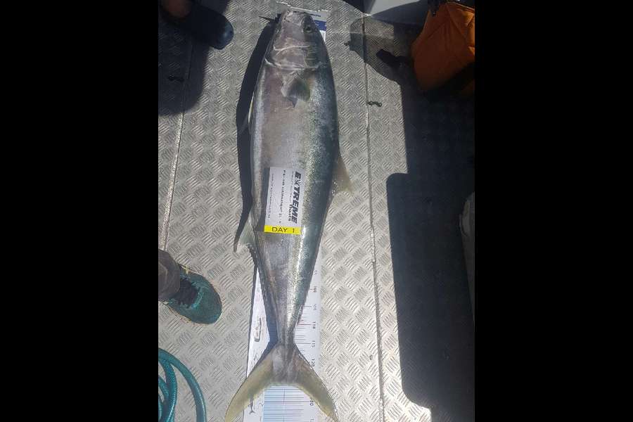 Carl Mitchell caught this 126.0cm Kingfish at Cuvier during The Export NZ Fishing Competition