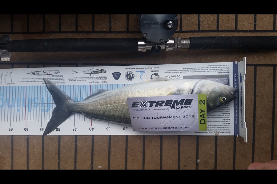 Graeme  Thruze caught this 50.5cm Kahawai at Mercs during The Export NZ Fishing Competition