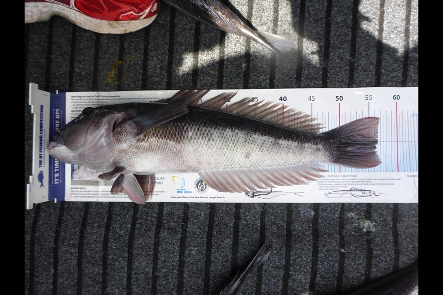 Mark Cotton caught this 56.5cm Blue Cod at D'Urville Island during The Export NZ Fishing Competition