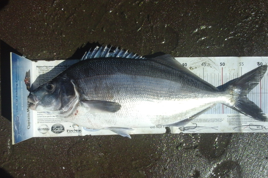 Ollie Gale caught this 56.0cm Blue Moki at Banks peninsula during The Export NZ Fishing Competition