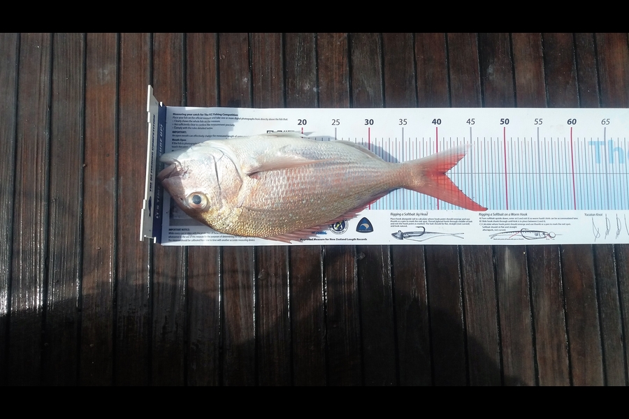 Paul Burrows caught this 41.0cm Snapper at Noises during The Export NZ Fishing Competition