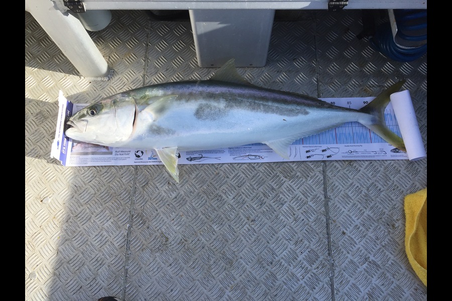 Stanley Miller caught this 95.0cm Kingfish at Bream Bay during The Export NZ Fishing Competition