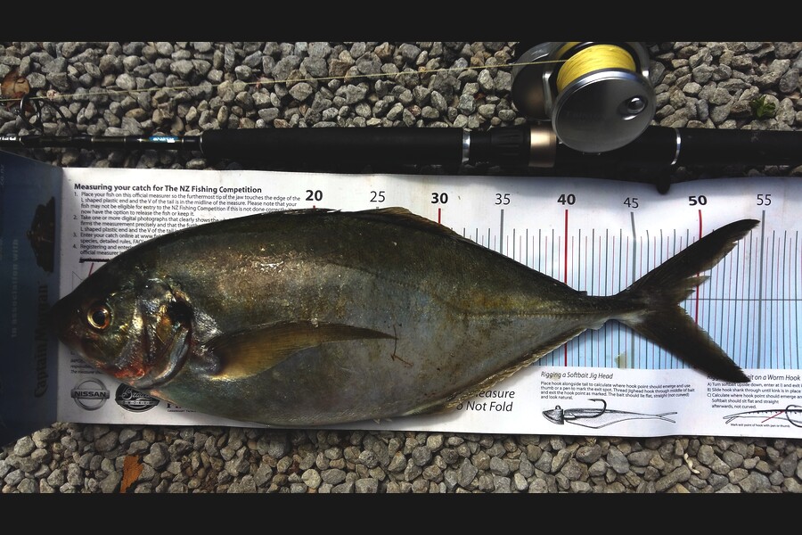 Graeme Mckay caught this 48.0cm Trevally at Gisborne during The Export NZ Fishing Competition