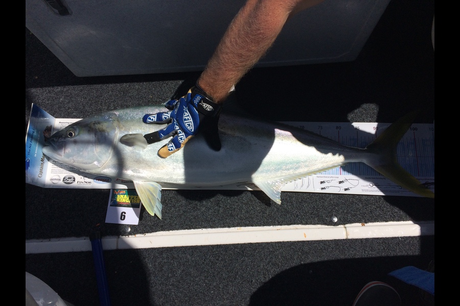 Brian Grey caught this 94.5cm Kingfish at Mayor island during The Export NZ Fishing Competition
