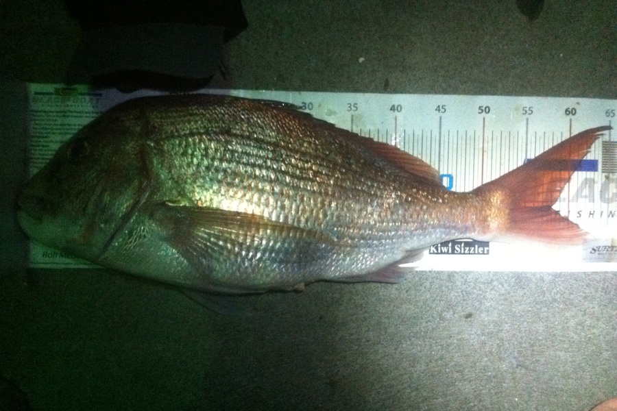 Matt Harrison caught this 58.0cm Snapper at Bream bay during The Export NZ Fishing Competition