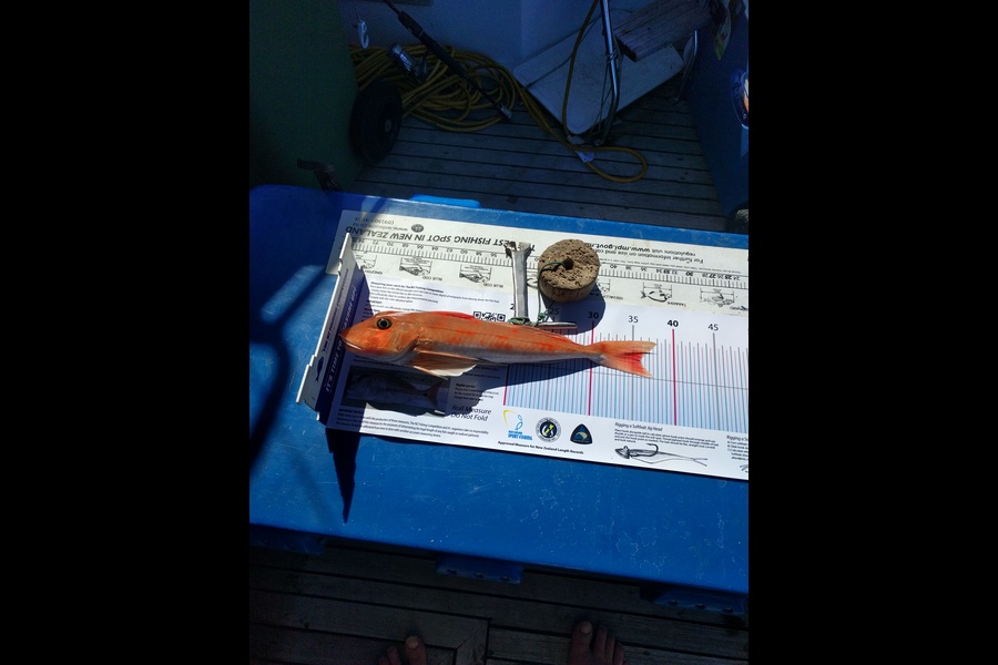 Peter Blackwell caught this 35.5cm Gurnard at Tiri during The Export NZ Fishing Competition