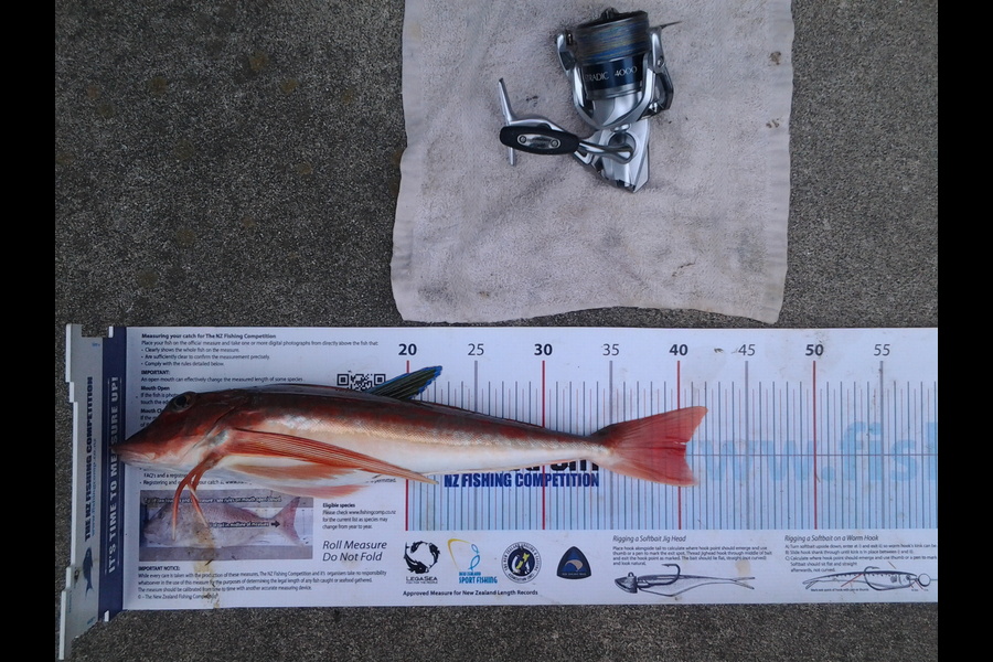 Michael Brown caught this 40cm Gurnard at Papamoa during The Export NZ Fishing Competition