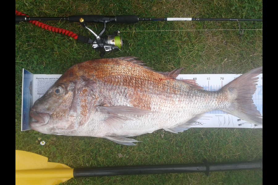 Dan Musson caught this 80.5cm Snapper at West coast during The Export NZ Fishing Competition