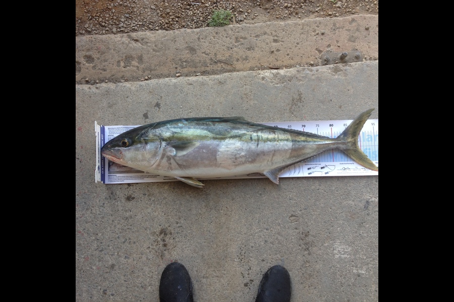 Fred Southerwood caught this 89.0cm Kingfish at Kapiti Coast during The Export NZ Fishing Competition