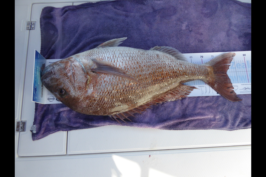 John Peck caught this 80.5cm Snapper at Mayor Island during The Export NZ Fishing Competition