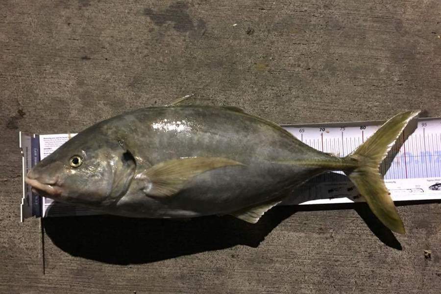Michael  Topp  caught this 83.5cm Trevally at Durville Island during The Export NZ Fishing Competition
