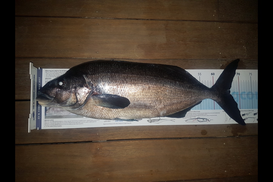 Jordan  Sutherland  caught this 66.0cm Blue Moki at wairarapa during The Export NZ Fishing Competition