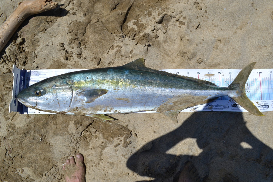 les jones caught this 103.0cm Kingfish at Awhitu peninsular during The Export NZ Fishing Competition
