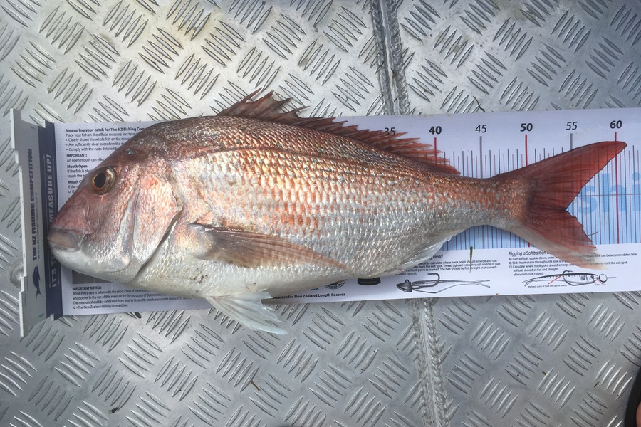 Greg Watkins caught this 54.0cm Snapper at Gulf during The Export NZ Fishing Competition