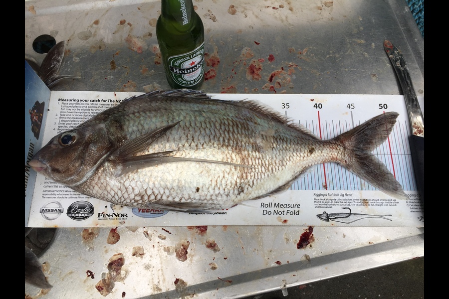 Mike Foothead caught this 47.0cm Tarakihi at Kapiti during The Export NZ Fishing Competition