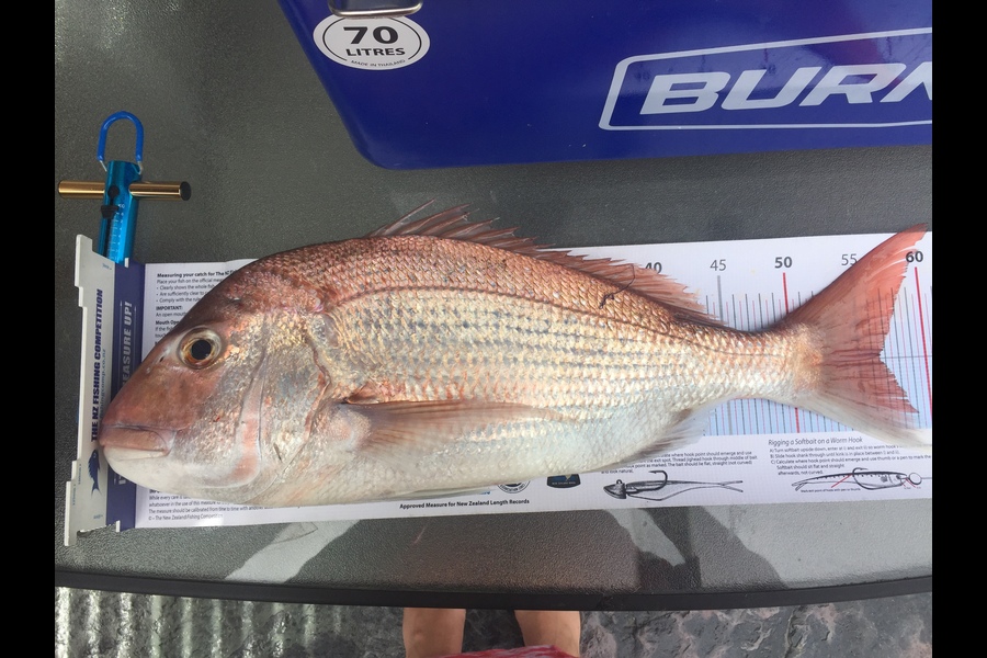 Aaron Nelson caught this 56.5cm Snapper at Whangarei  during The Export NZ Fishing Competition