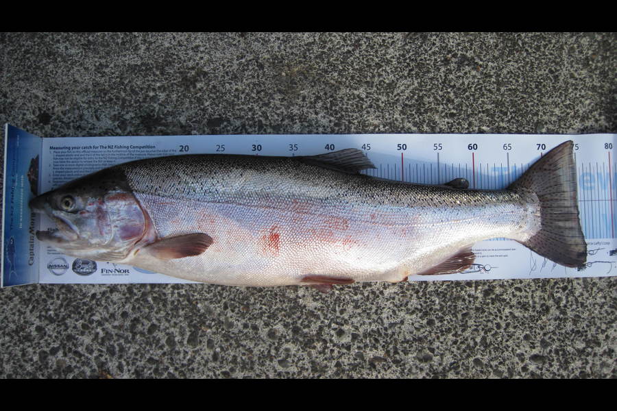 Pat Swift caught this 75.0cm Trout at Lake Rotoiti during The Export NZ Fishing Competition