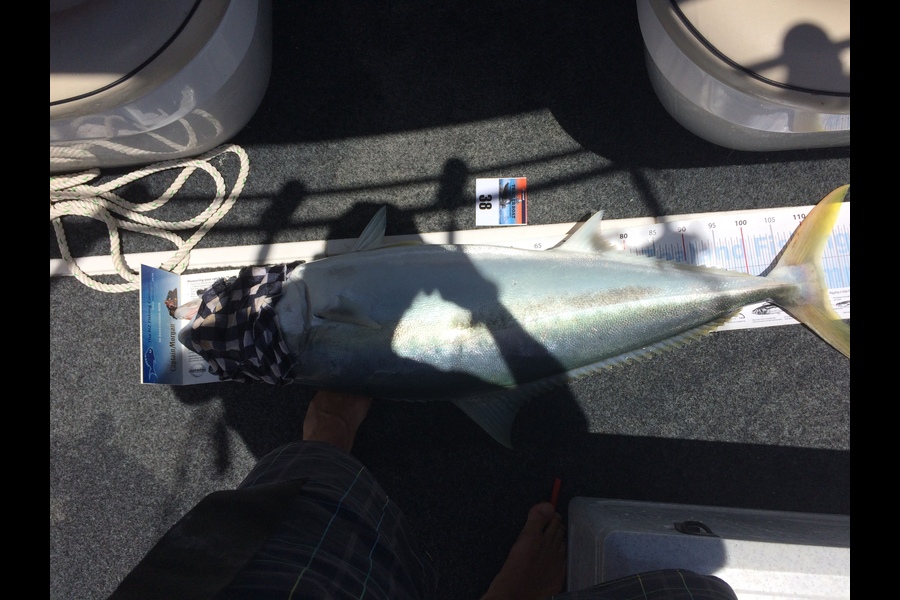 Brian Grey caught this 112.0cm Kingfish at Tauranga  during The Export NZ Fishing Competition