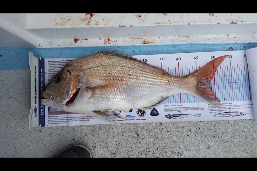 Scott Campbell caught this 48.5cm Snapper at Wellington harbour during The Export NZ Fishing Competition