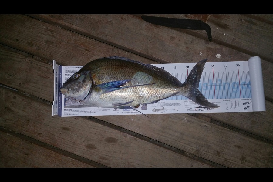Andrew Twiss caught this 53cm Tarakihi at northland during The Export NZ Fishing Competition
