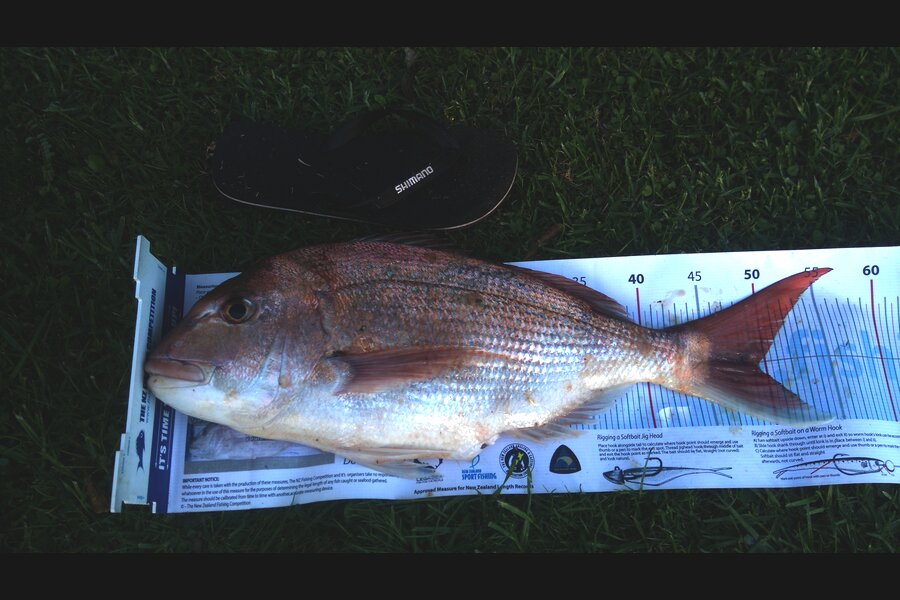 Scott McCabe caught this 49.0cm Snapper at Kawhia during The Export NZ Fishing Competition