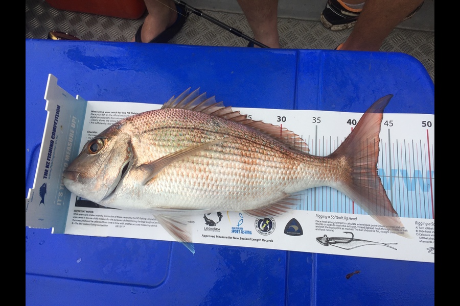 Andy Mohring caught this 43cm Snapper at Thames during The Export NZ Fishing Competition