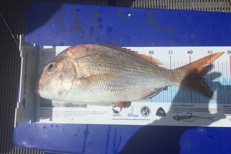 Mark Harris caught this 43.0cm Snapper at Firth of thames during The Export NZ Fishing Competition