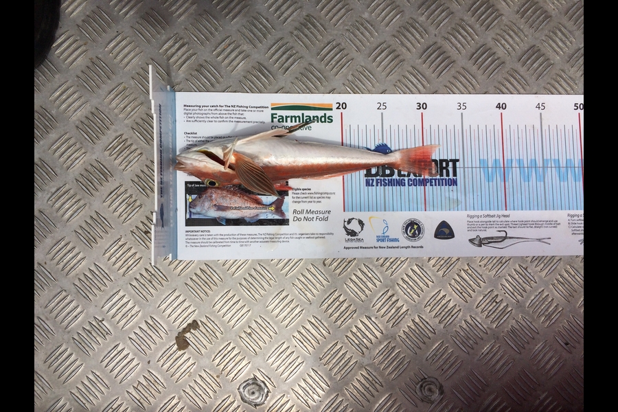 Troyeden  Kuter caught this 30.5cm Gurnard at Firth during The Export NZ Fishing Competition