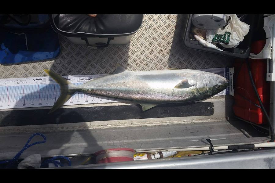 Brooke Summerville caught this 116.5cm Kingfish at Karikari during The Export NZ Fishing Competition