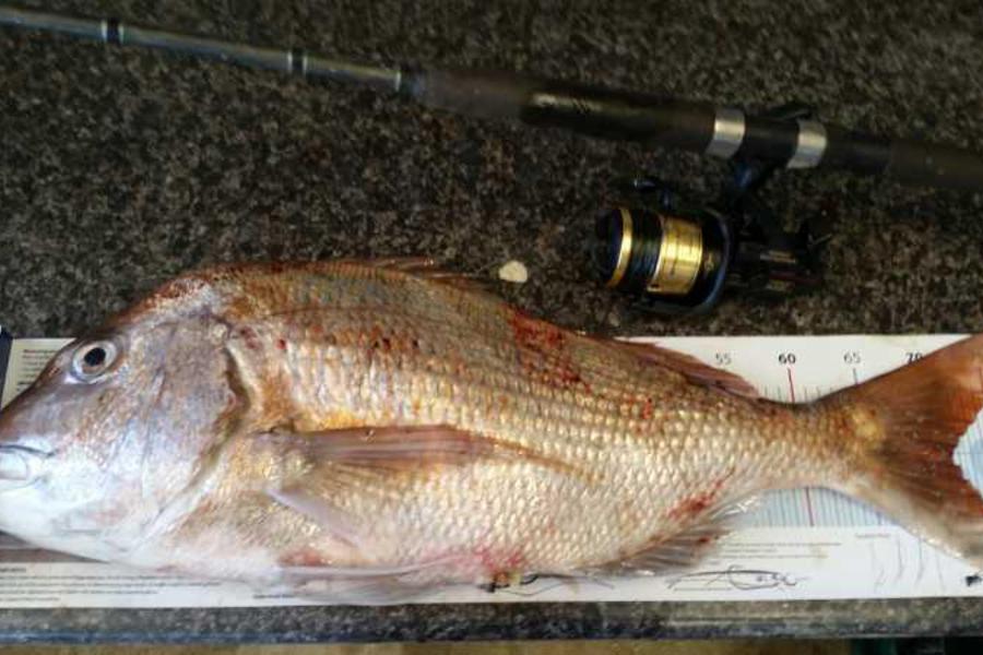 Andre DeAth caught this 71.5cm Snapper at Patea  during The Export NZ Fishing Competition