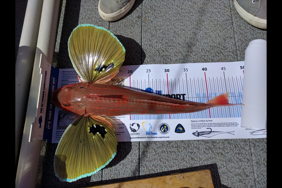 Oliver Chow Worn caught this 45.0cm Gurnard at Welington harbour during The Export NZ Fishing Competition