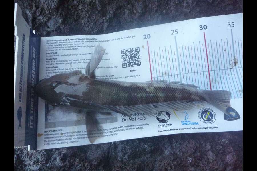 Jay Harland caught this 32.0cm Blue Cod at Banks Peninsula during The Export NZ Fishing Competition