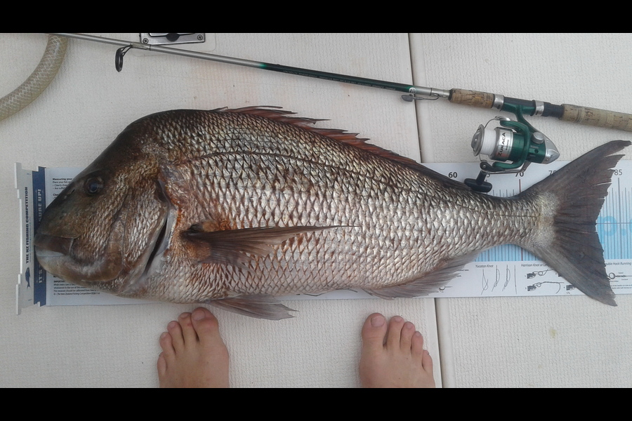 Cameron Luxton caught this 81.0cm Snapper at Tahua during The Export NZ Fishing Competition