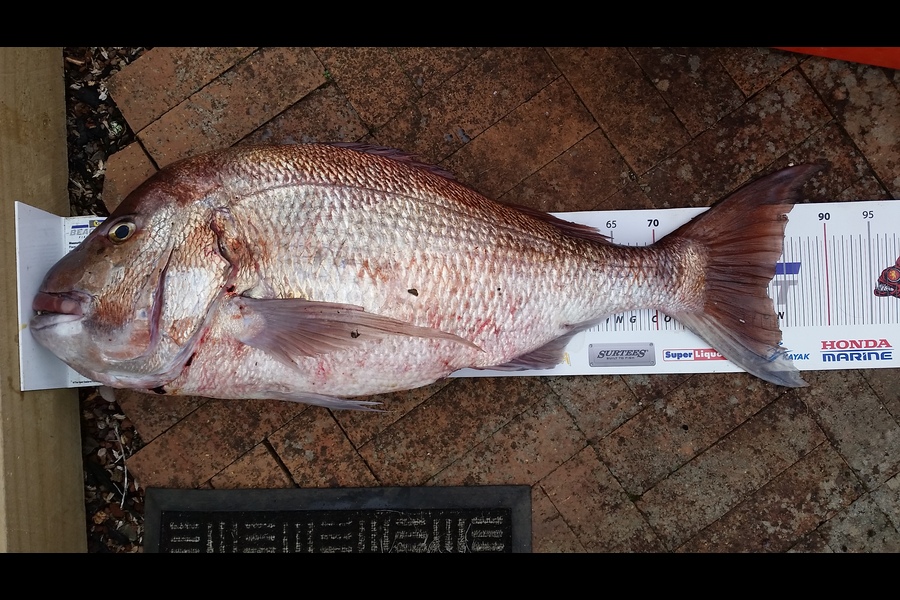 kane mcelrea caught this 82.5cm Snapper at Whangarei during The Export NZ Fishing Competition