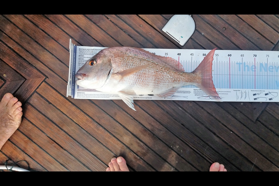 Peter Blackwell caught this 53.0cm Snapper at Waiheke during The Export NZ Fishing Competition