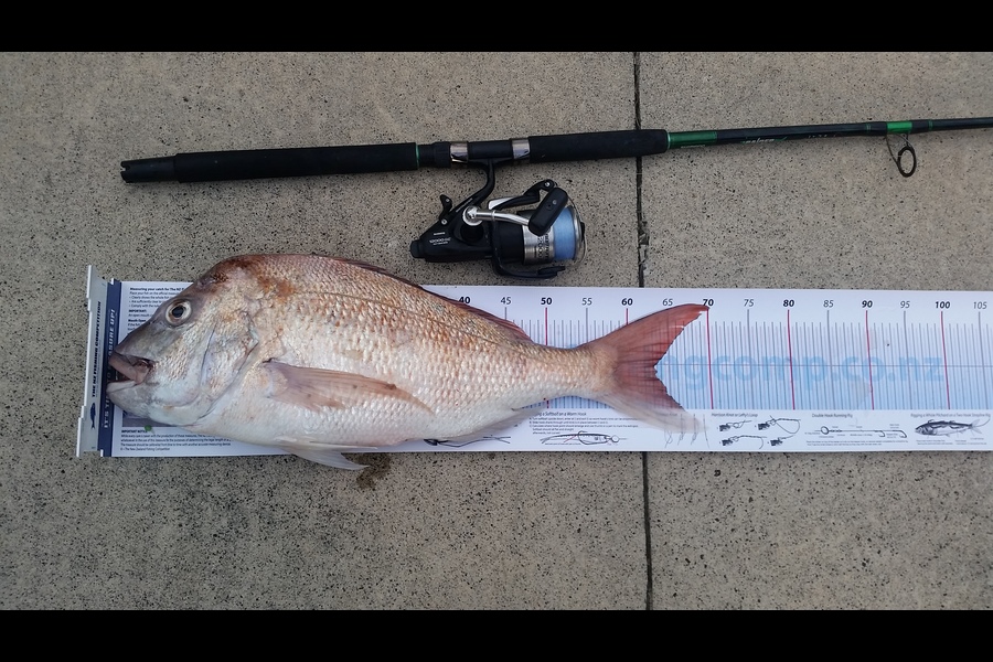 Shane Reed caught this 63.0cm Snapper at otama during The Export NZ Fishing Competition