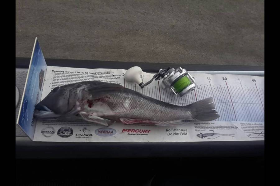 Bam Blaikie caught this 44.0cm Blue Cod at Kapiti during The Export NZ Fishing Competition