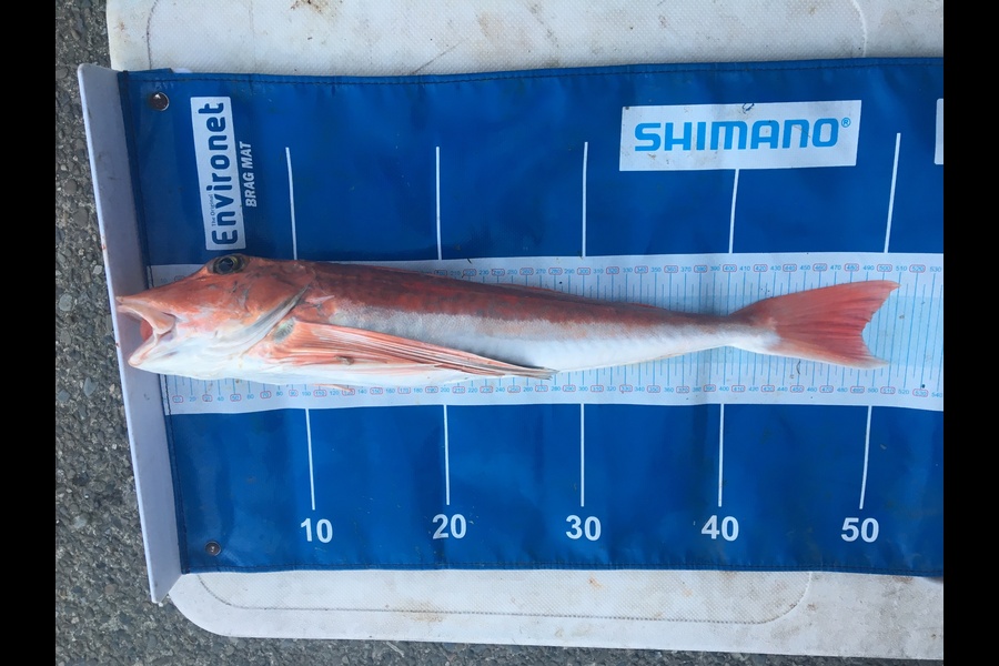 Steve Greaney caught this 49.0cm Gurnard at Tasman bay during The Export NZ Fishing Competition