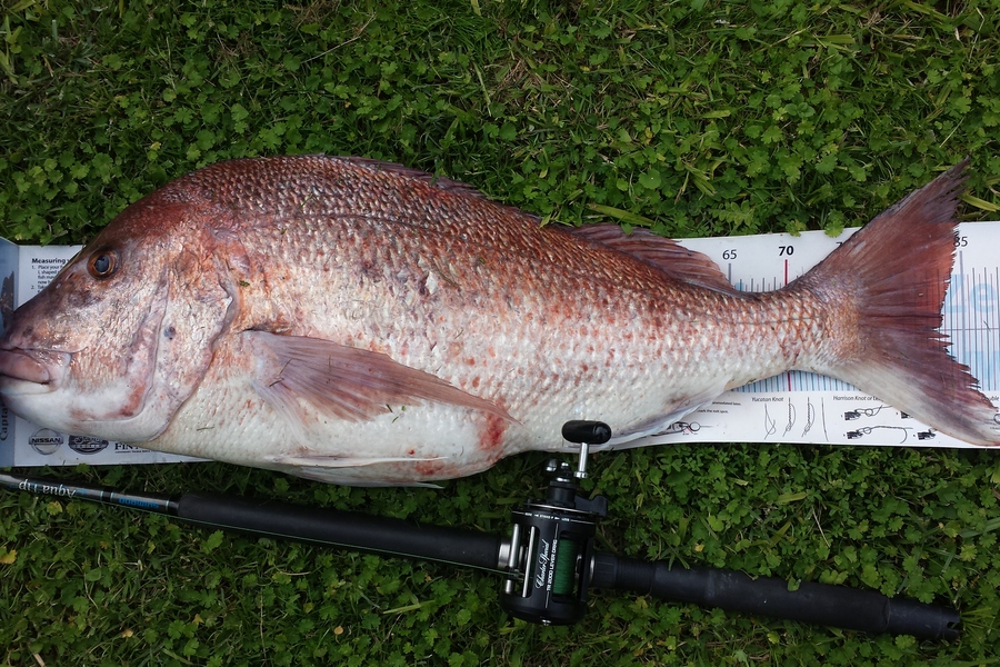 Dave Gooch caught this 83.0cm Snapper at Gisborne during The Export NZ Fishing Competition