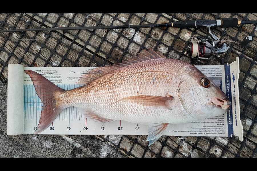 michael Jenkins caught this 53.0cm Snapper at Inner Hauraki Gulf during The Export NZ Fishing Competition