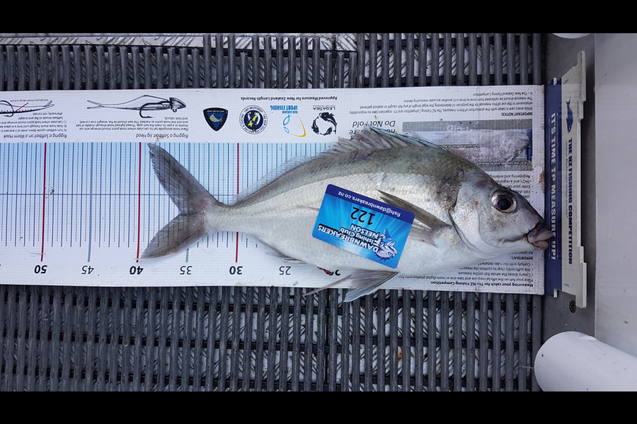 Bevan Middlebrook caught this 35.5cm Tarakihi at Durville Is during The Export NZ Fishing Competition