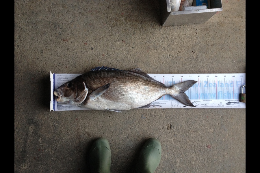 Fred Southerwood caught this 71.5cm Blue Moki at Kapiti Coast during The Export NZ Fishing Competition