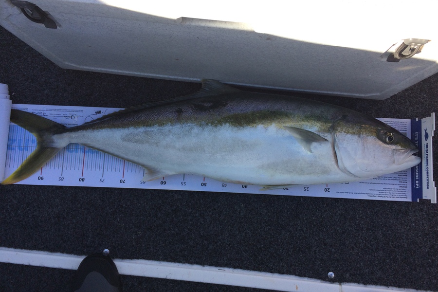 Brian Grey caught this 91.5cm Kingfish at Tauranga  during The Export NZ Fishing Competition