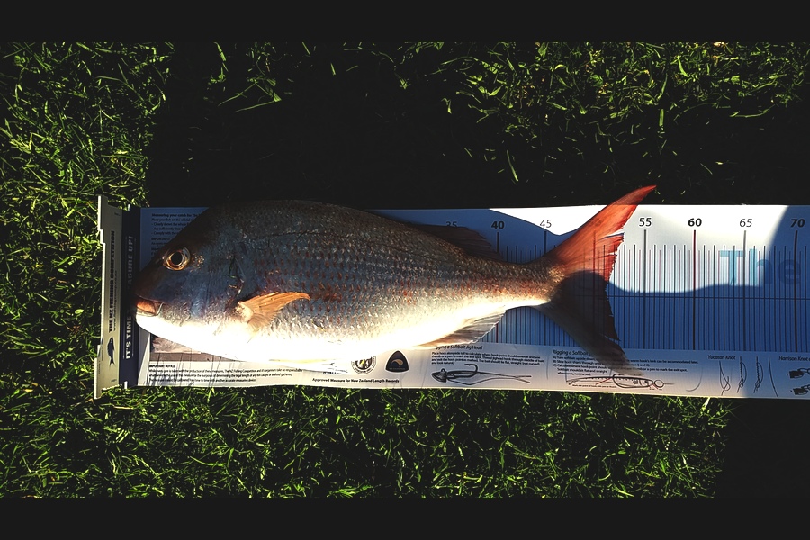 Phil Potts caught this 51.0cm Snapper at East of A Bouy Tauranga during The Export NZ Fishing Competition